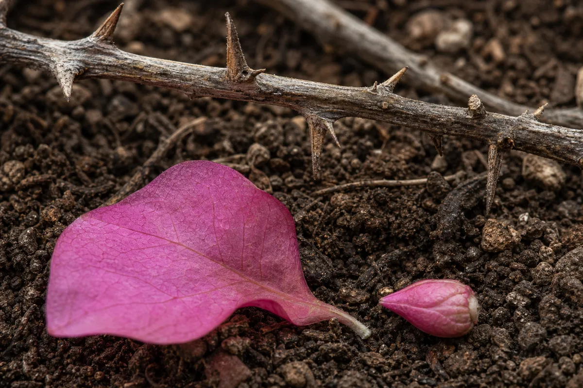 Close-up of Bud Drop on Bougainvillea - diagnostic detail