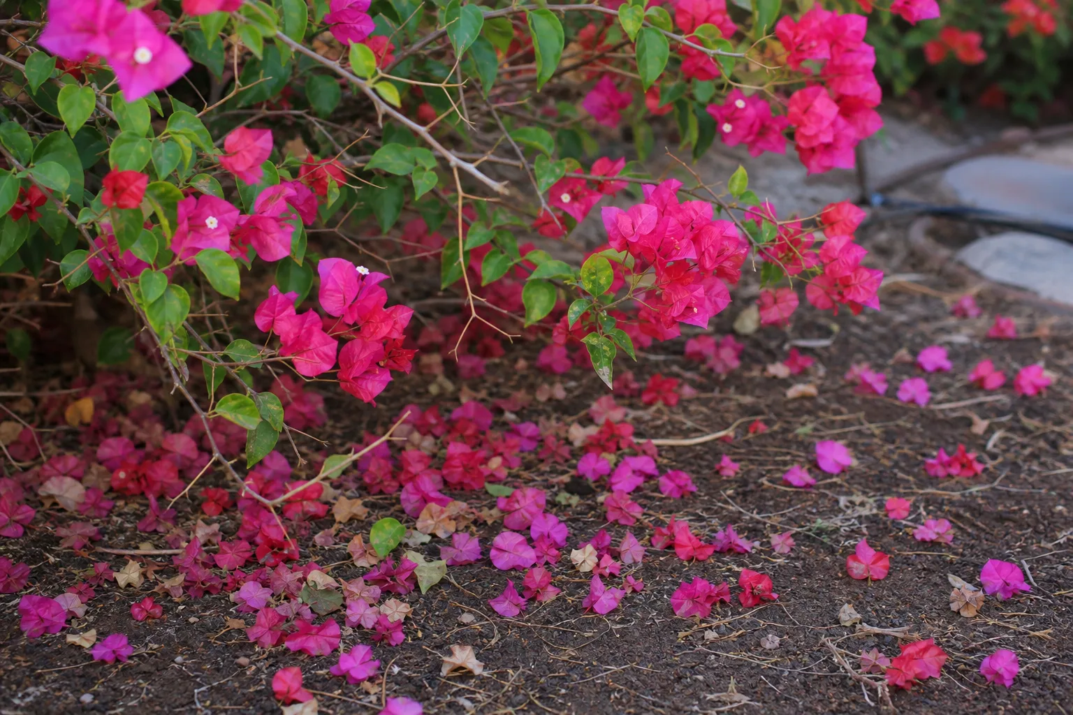 Bud Drop on Bougainvillea - visible symptom on the plant