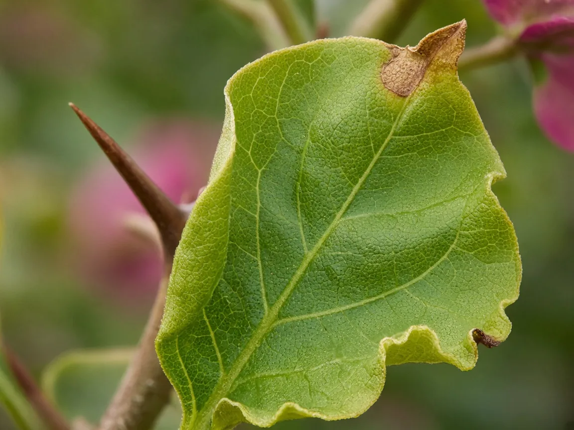 Close-up of calcium deficiency on Bougainvillea - cupped new leaf at thorny shoot tip