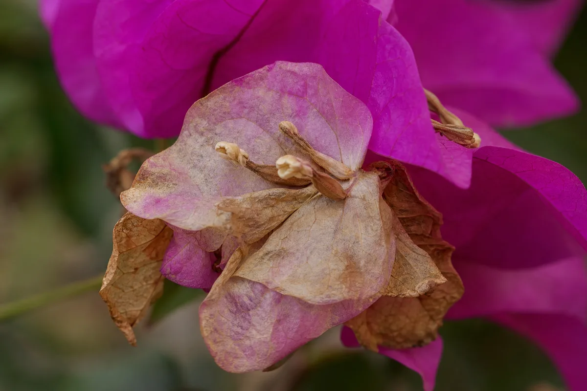 Close-up of Faded Flowers on Bougainvillea - diagnostic detail