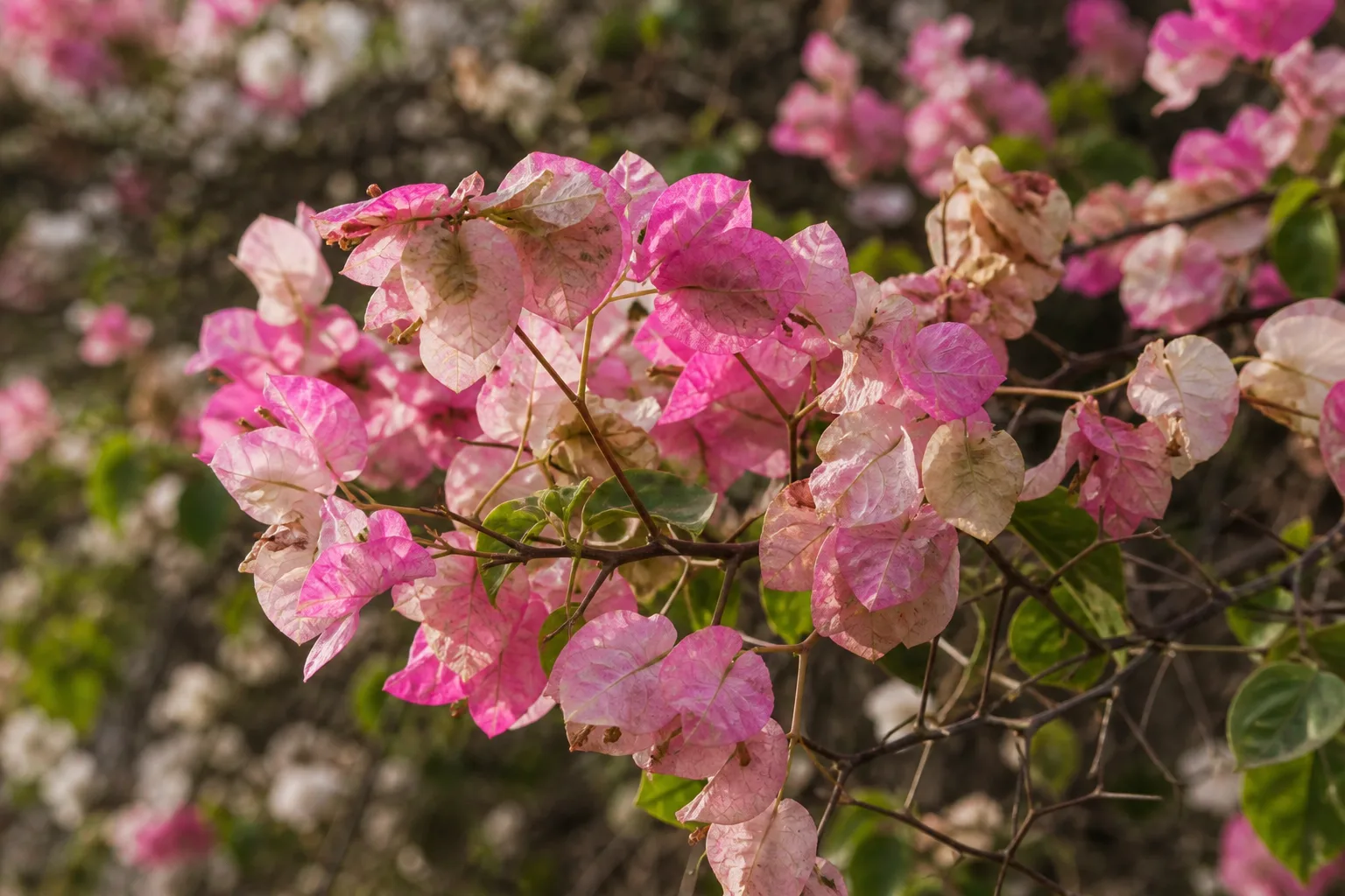 Faded Flowers on Bougainvillea - visible symptom on the plant