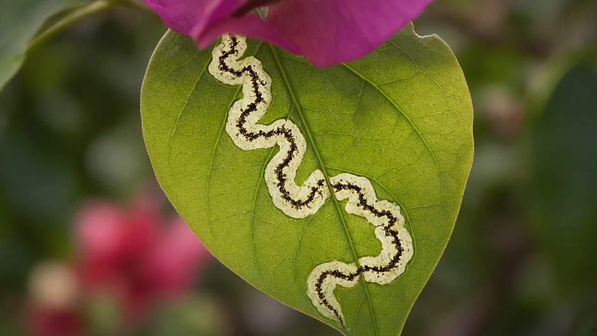 Close-up of leaf miner serpentine tunnel inside a backlit Bougainvillea green leaf