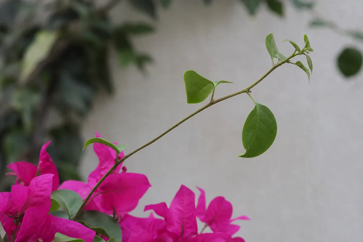 Close-up of Leggy Growth on Bougainvillea - diagnostic detail