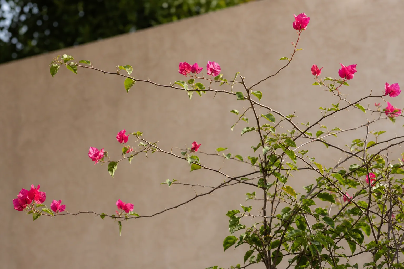 Leggy green bougainvillea stems with sparse bracts from insufficient direct sun
