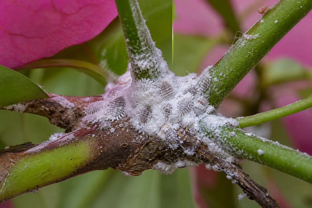 Close-up of Mealybugs on Bougainvillea - diagnostic detail