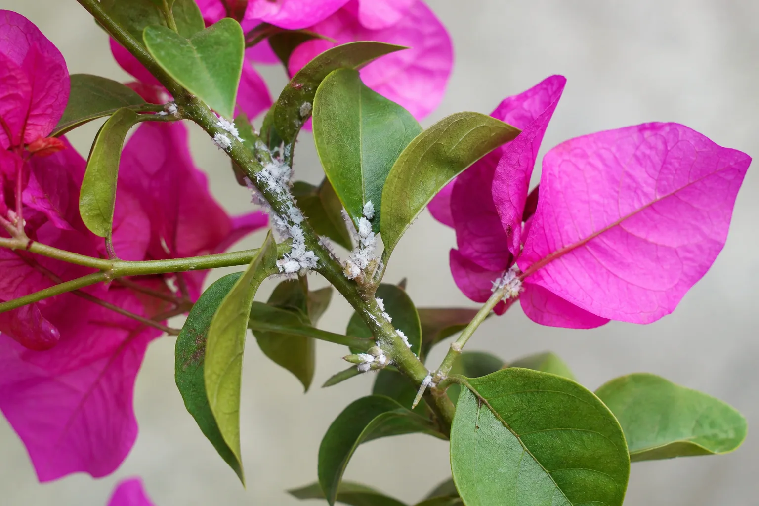 Mealybugs on Bougainvillea - visible symptom on the plant