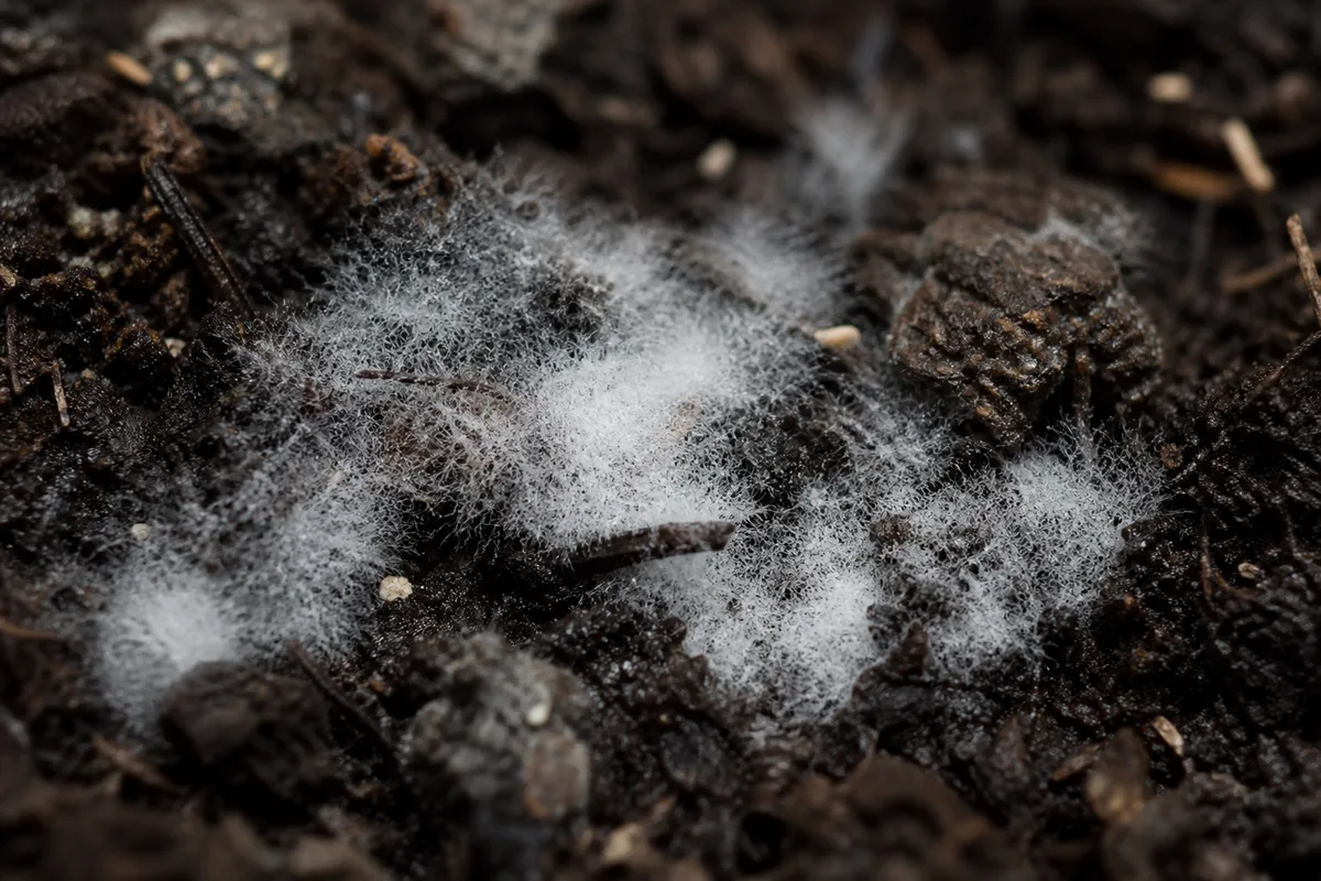 Close-up of Mold on Soil on Bougainvillea - diagnostic detail