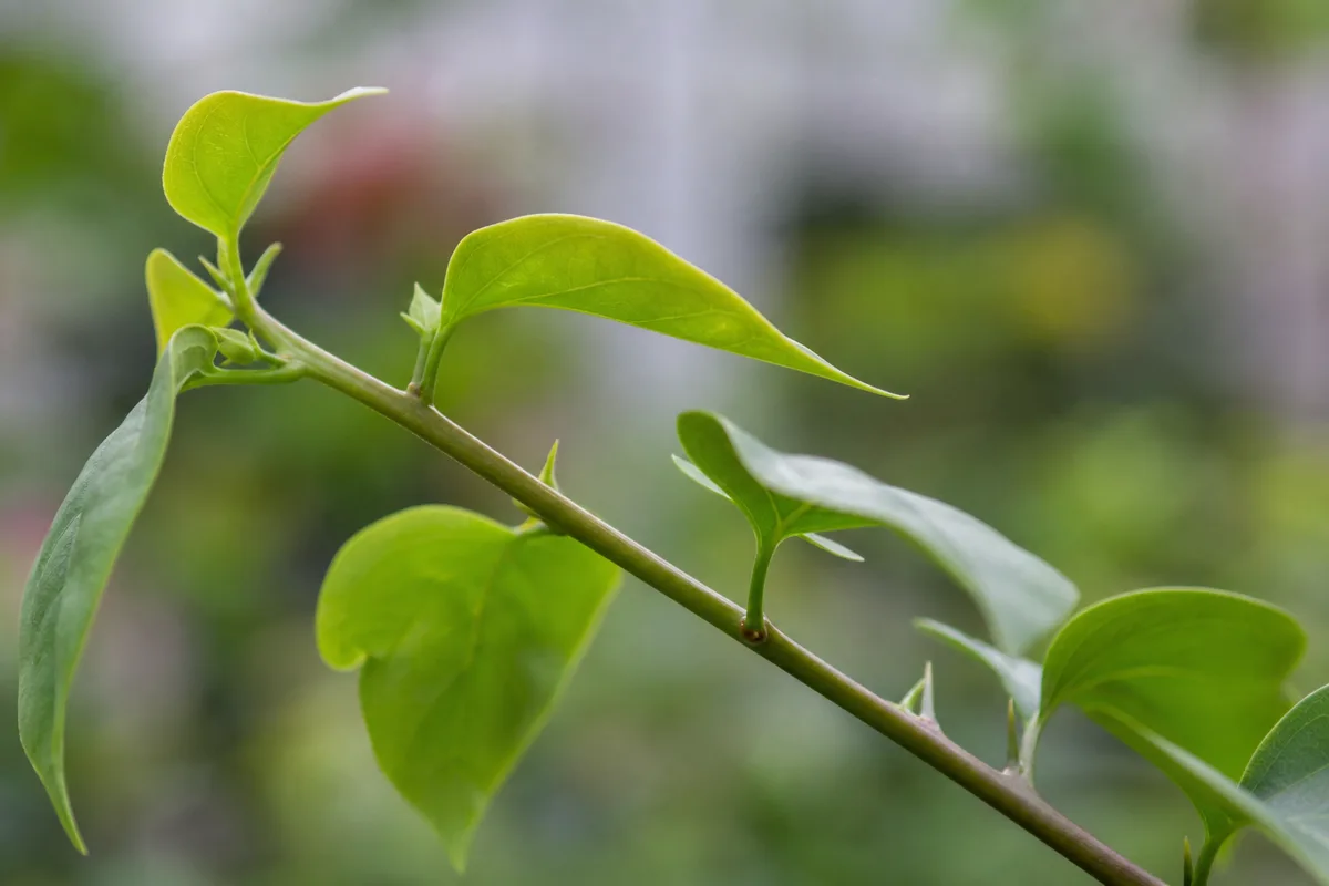 Close-up of Not Enough Light on Bougainvillea - diagnostic detail