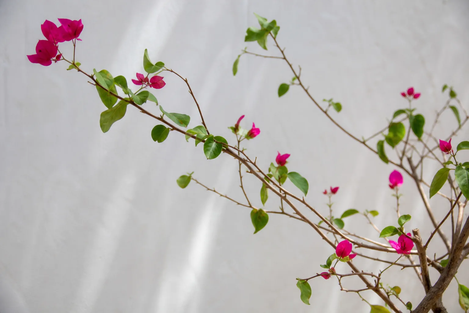 Not Enough Light on Bougainvillea - visible symptom on the plant