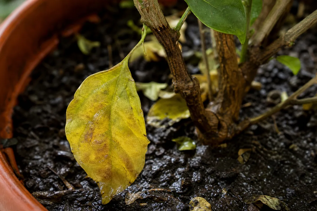 Close-up of Overwatering on Bougainvillea - diagnostic detail