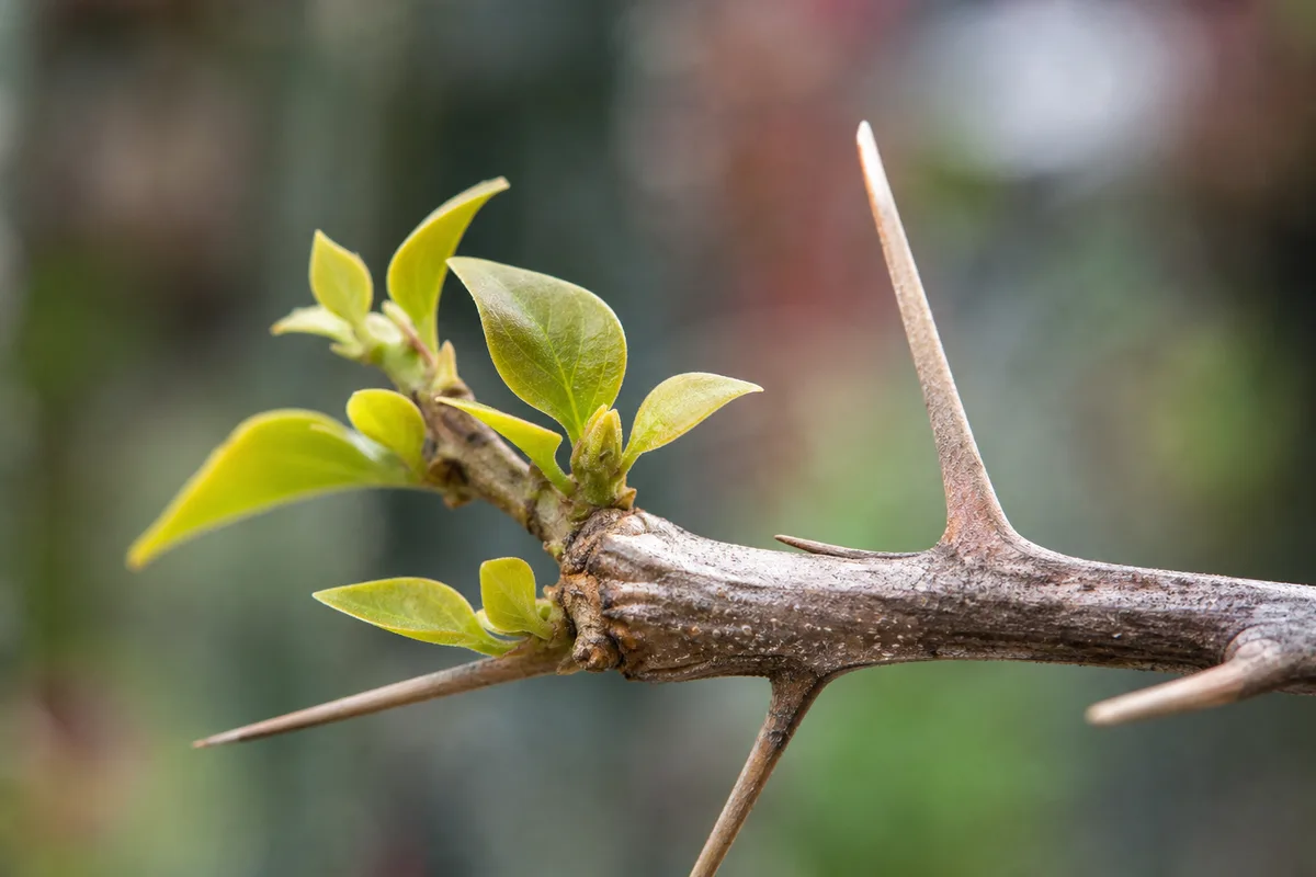 Close-up of Slow Growth on Bougainvillea - diagnostic detail