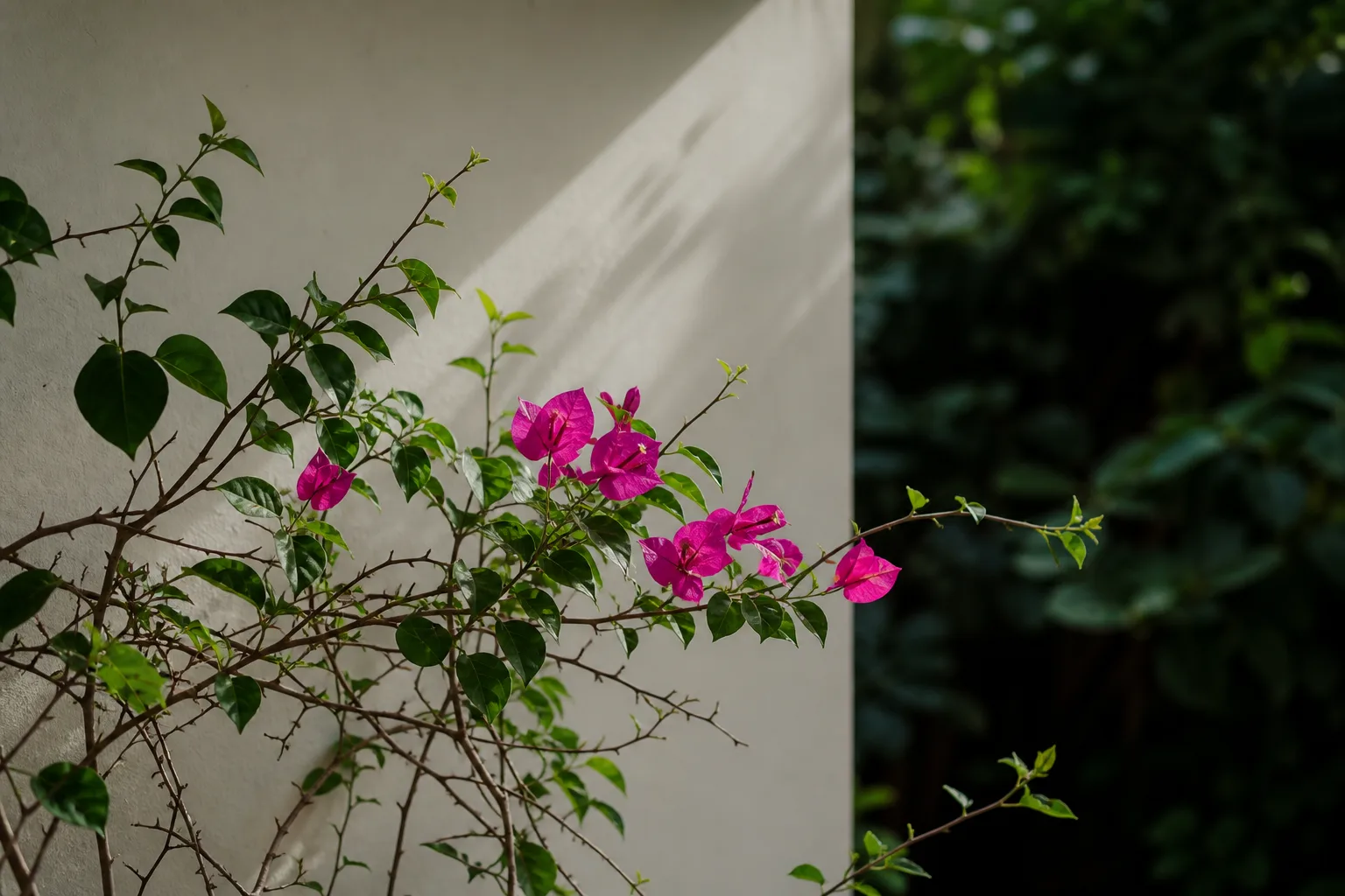 Slow Growth on Bougainvillea - visible symptom on the plant