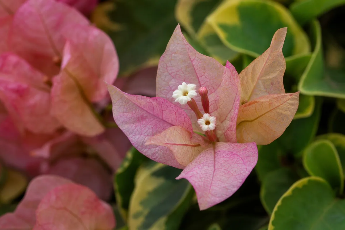 Close-up of Small Flowers on Bougainvillea - thin pale undersized bracts on a stretched stem