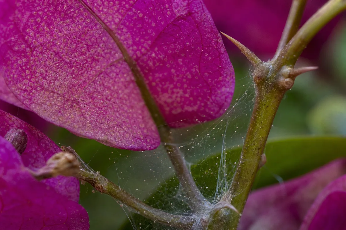 Close-up of Spider Mites on Bougainvillea - diagnostic detail