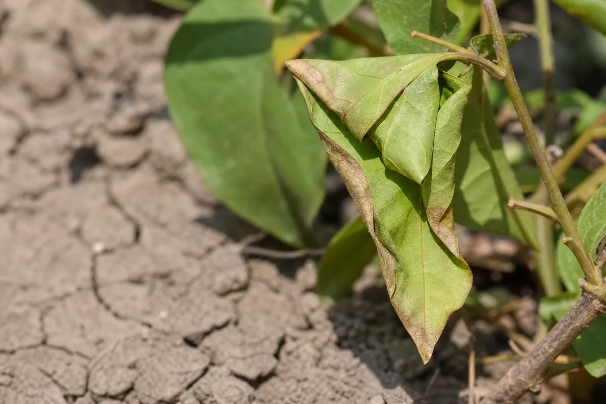 Close-up of Underwatering on Bougainvillea - diagnostic detail