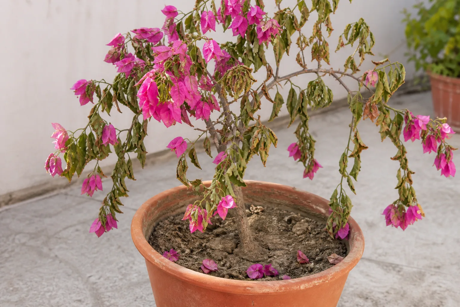 Underwatering on Bougainvillea - visible symptom on the plant