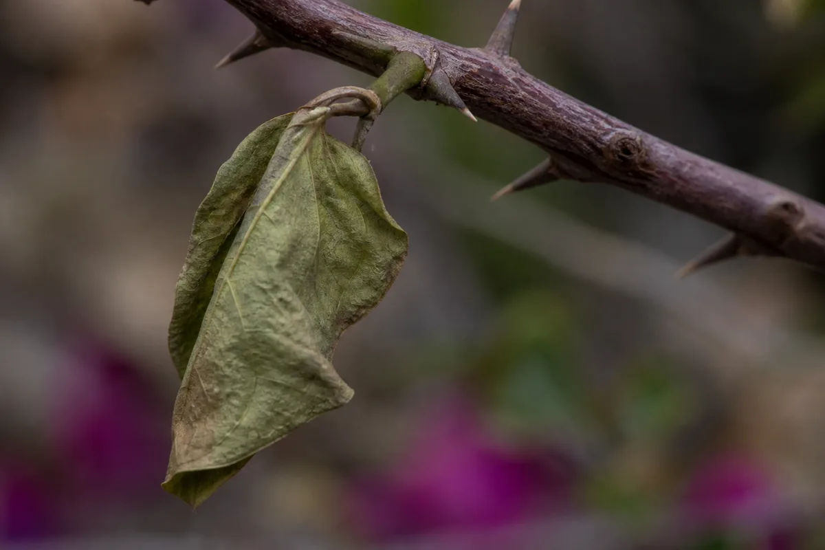 Close-up of Wilting on Bougainvillea - diagnostic detail