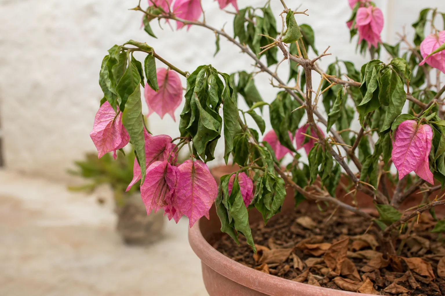 Wilting on Bougainvillea - visible symptom on the plant