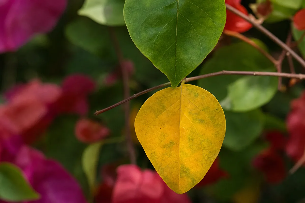 Close-up of Yellow Leaves on Bougainvillea - diagnostic detail