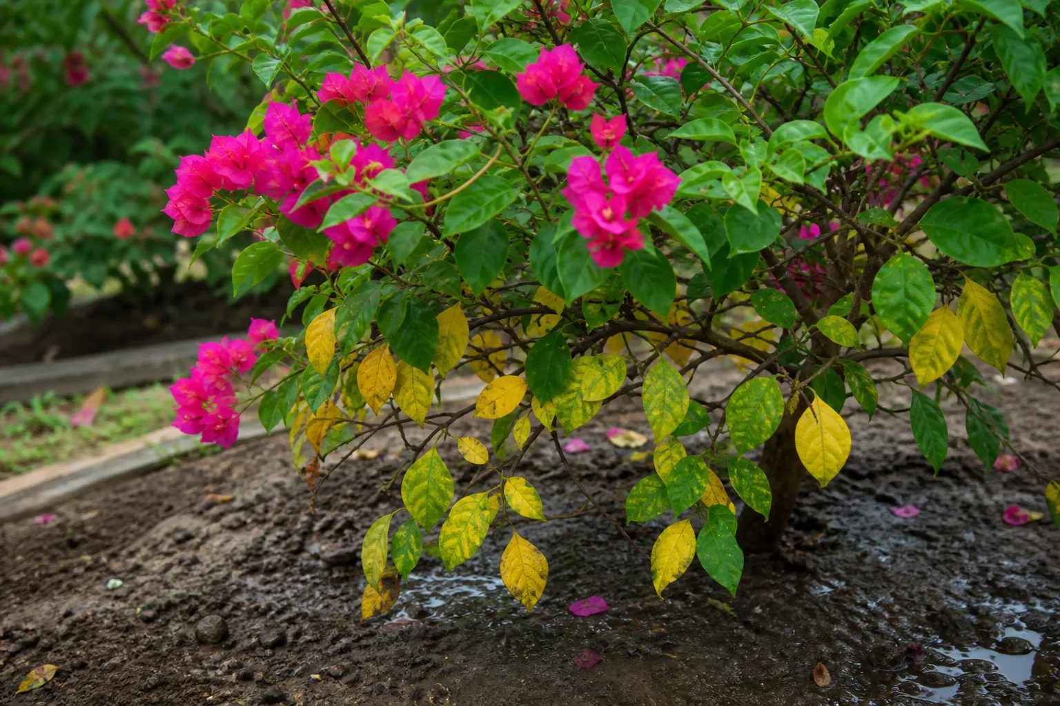 Yellow Leaves on Bougainvillea - visible symptom on the plant