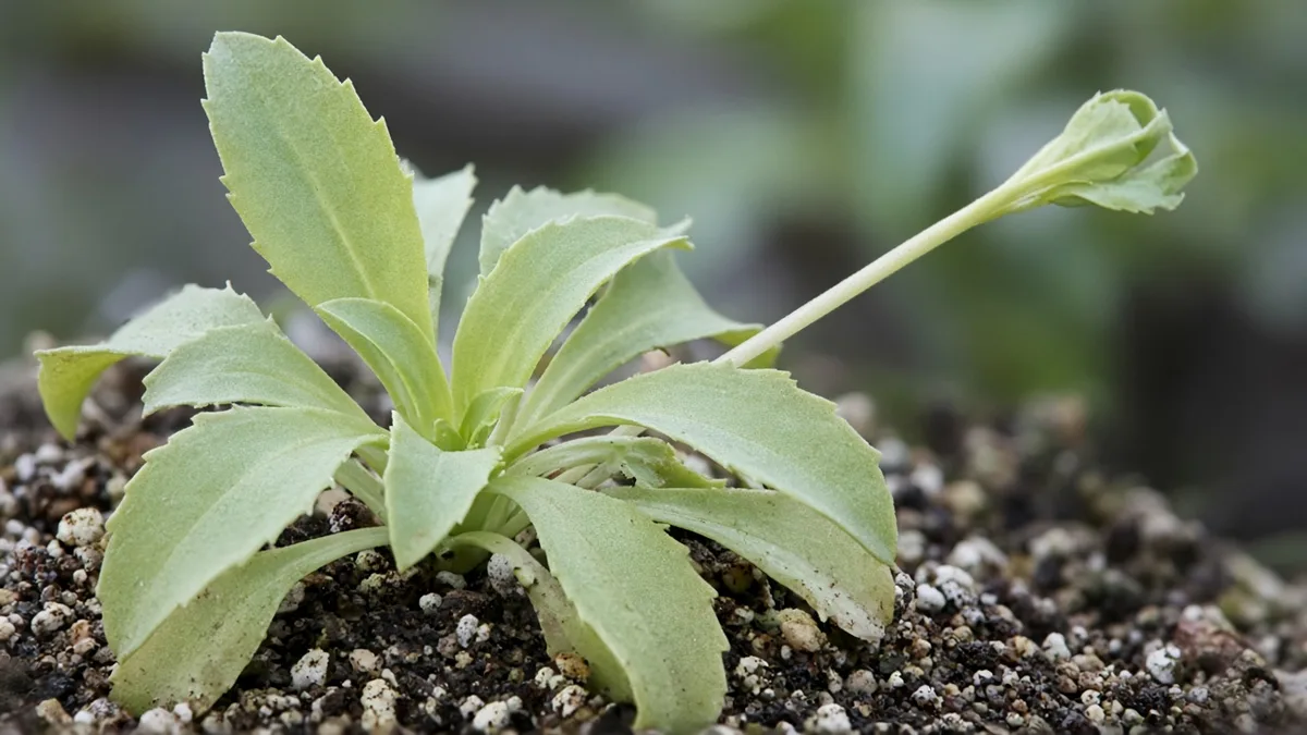 Close-up of not enough light on Brahma Kamal - pale spaced rosette leaves at the crown