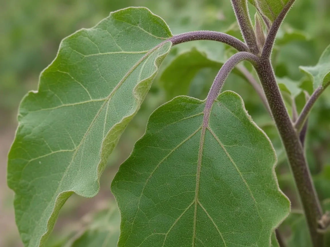 Close-up of drooping leaves on brinjal - diagnostic detail