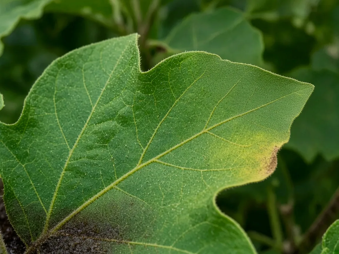 Close-up of yellowing lower brinjal leaf on wet mix