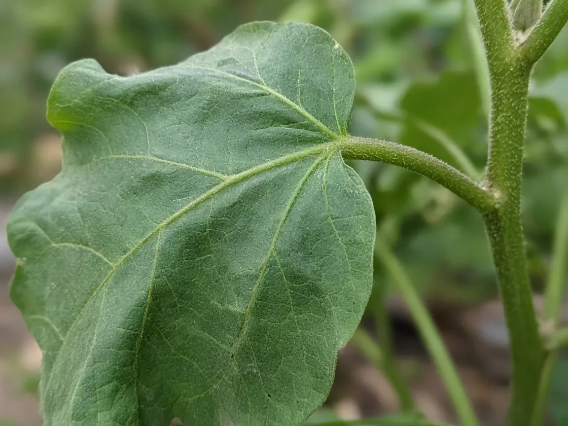 Close-up of wilting on brinjal — limp lobed leaf and slack petiole