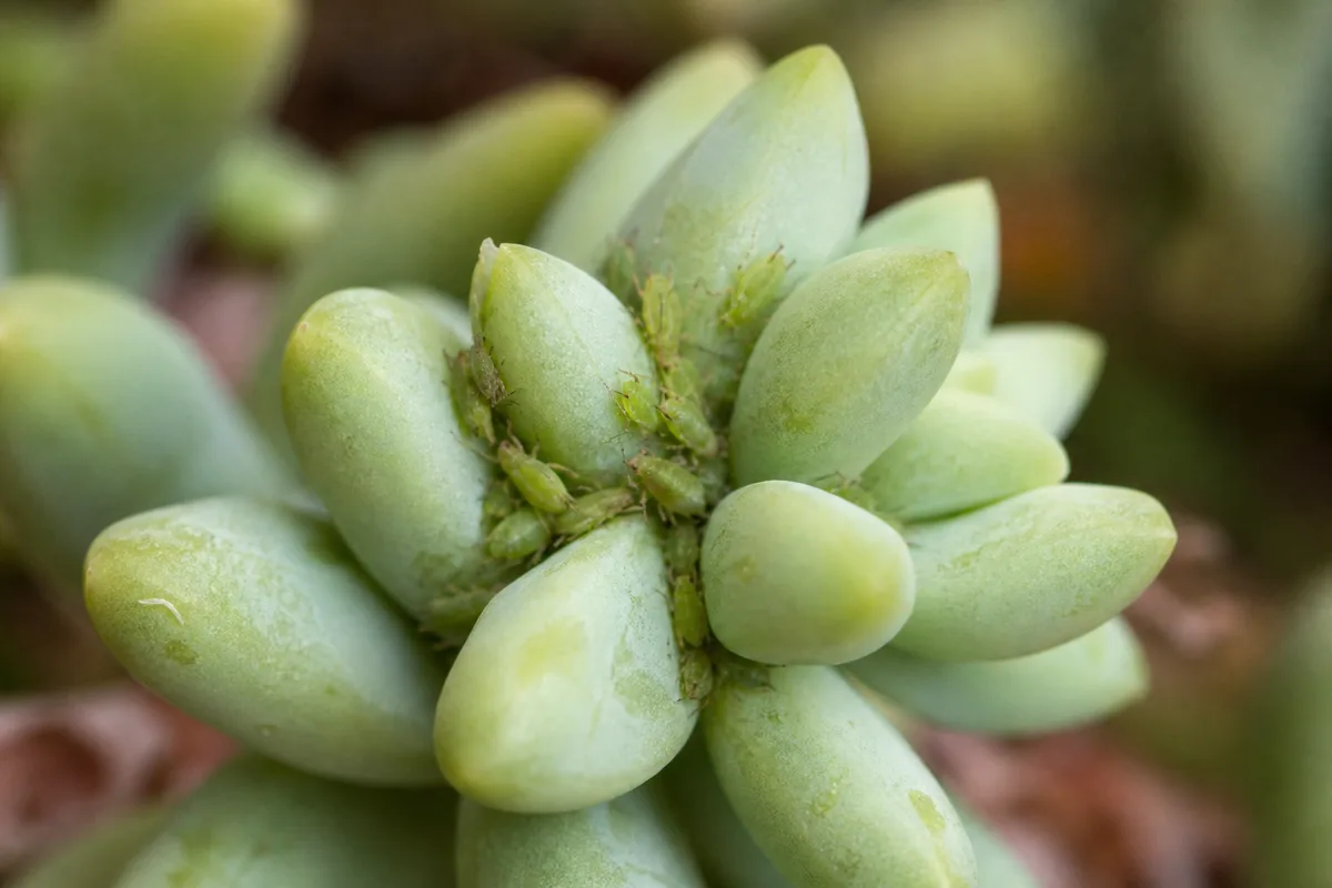 Close-up of Aphids on Burro's Tail - diagnostic detail