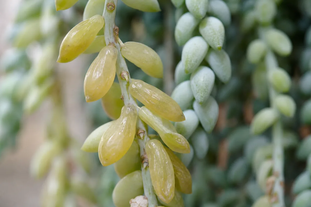 Close-up of Drooping Leaves on Burro's Tail - limp translucent beads losing turgor on a trailing stem