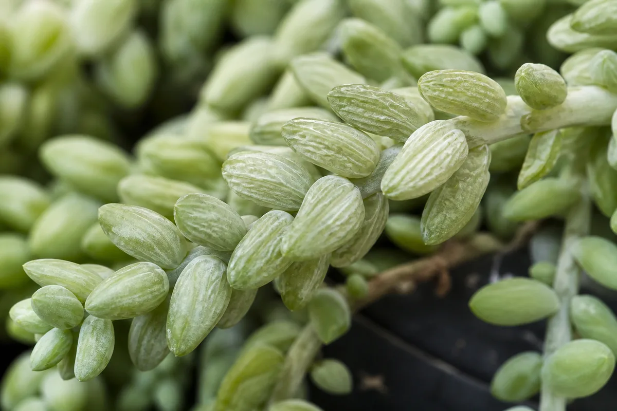 Close-up of Low Humidity on Burro's Tail - wrinkled deflated beads often confused with dry winter air