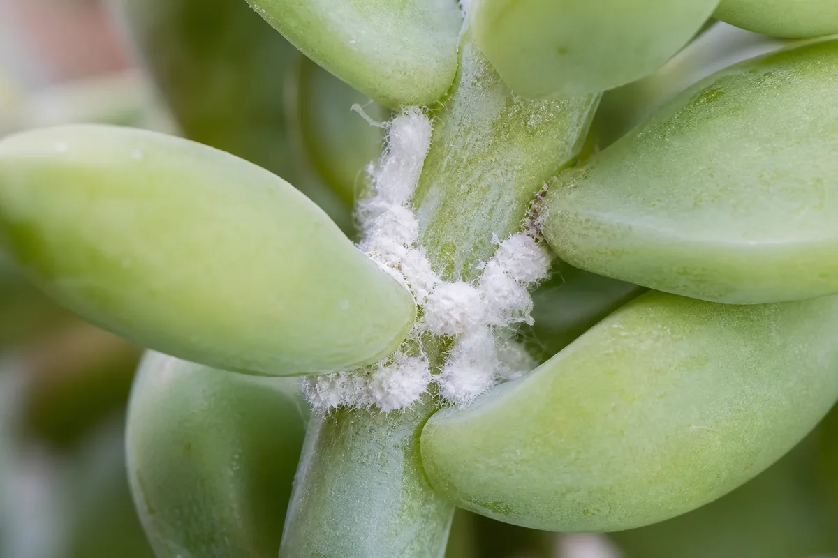 Close-up of Mealybugs on Burro's Tail - fluffy white cotton tucked in a bead axil
