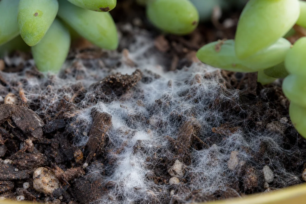 Close-up of Mold on Soil on Burro's Tail - white fuzzy saprophytic growth on damp potting mix