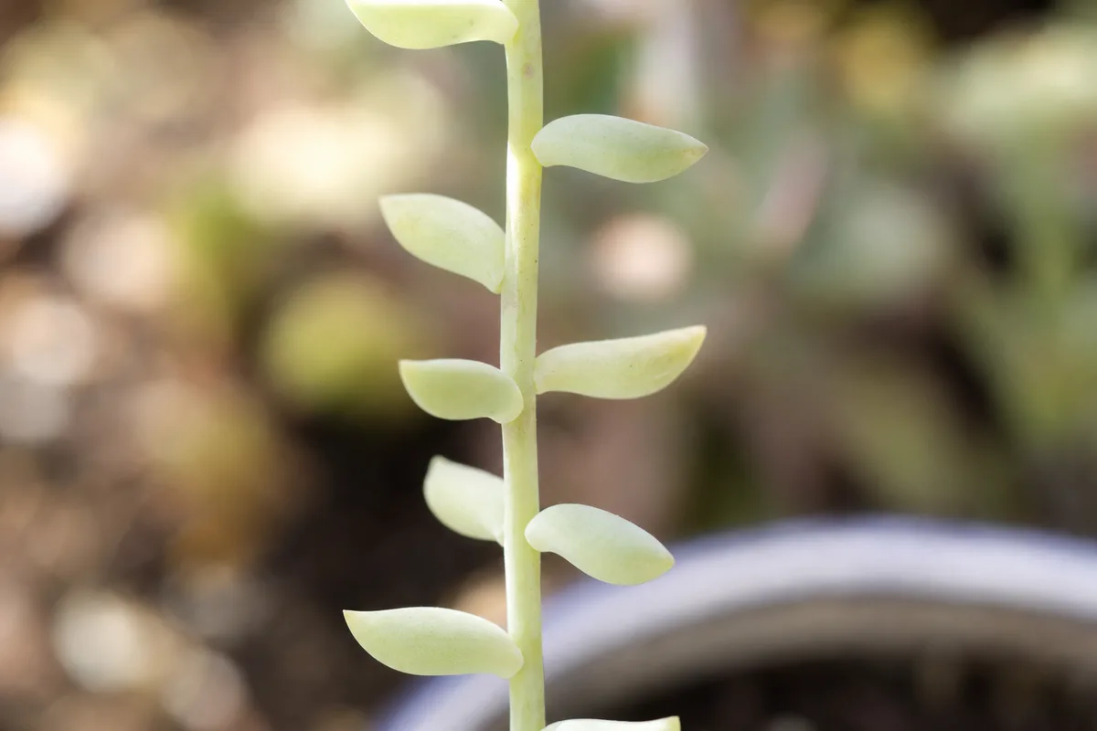 Close-up of Not Enough Light on Burro's Tail - diagnostic detail