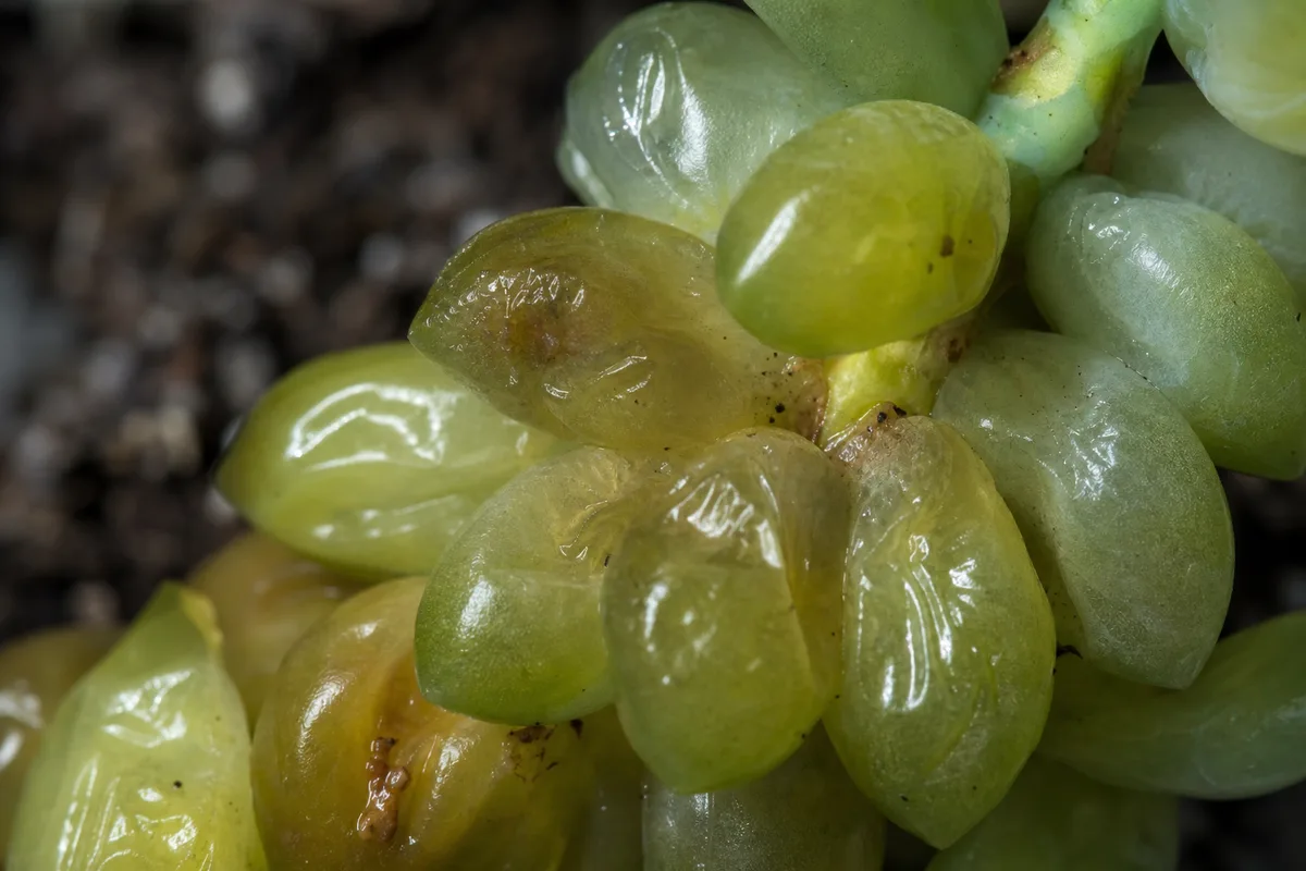 Close-up of Overwatering on Burro's Tail - diagnostic detail