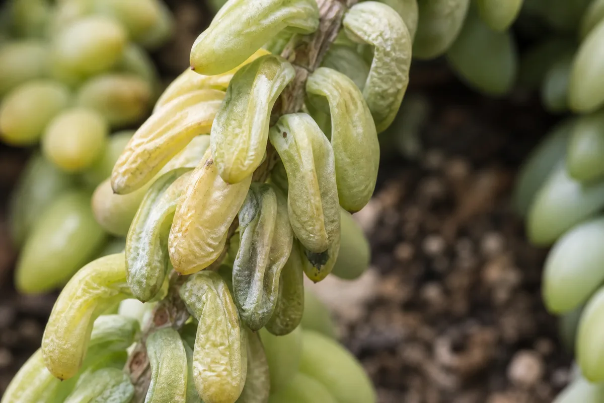 Close-up of Underwatering on Burro's Tail - diagnostic detail