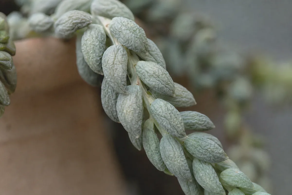 Close-up of Wilting on Burro's Tail - diagnostic detail