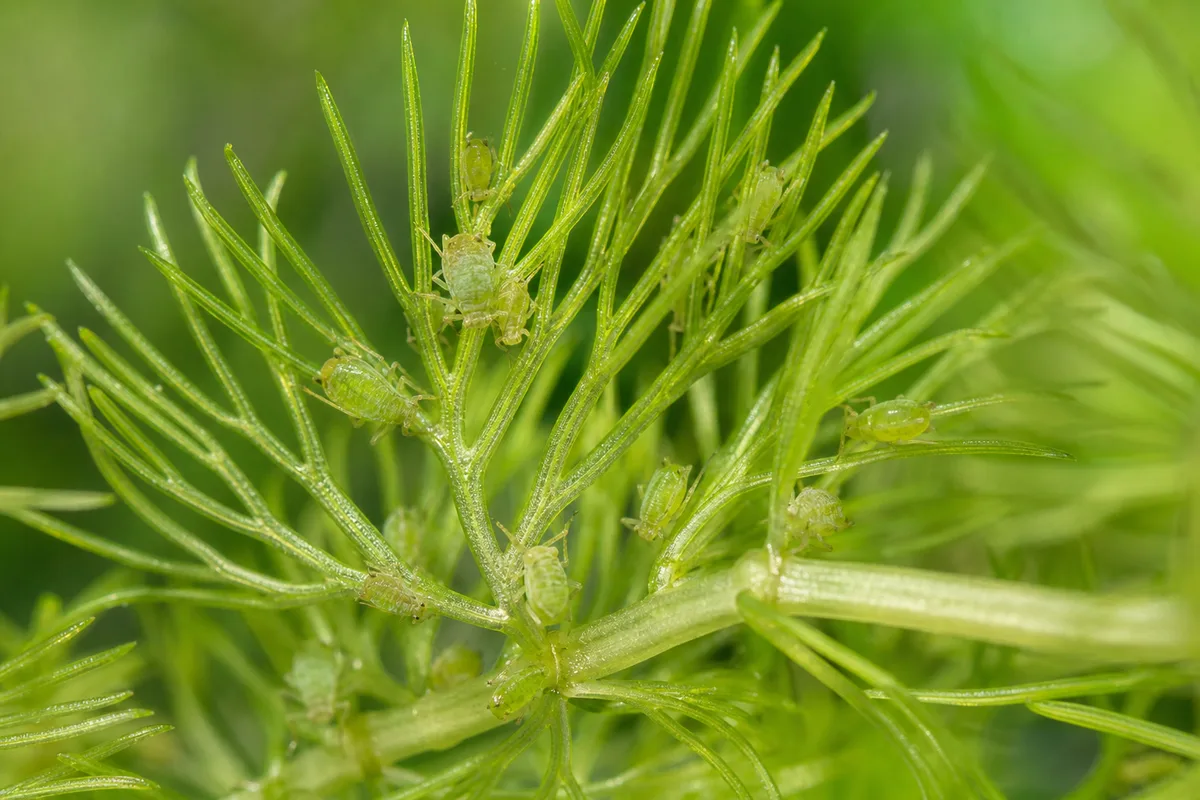 Close-up of Aphids on Cabomba - diagnostic detail