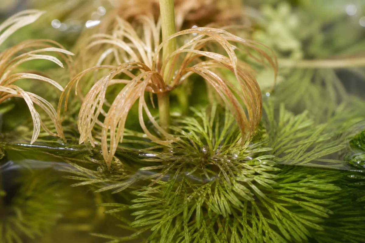 Close-up of low humidity on Cabomba - papery tan-brown crispy emersed whorls at the waterline