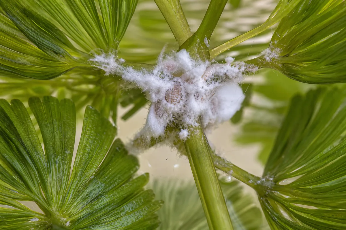 Close-up of mealybugs on Cabomba - fluffy white cottony wax in a floating leaf axil at the water surface