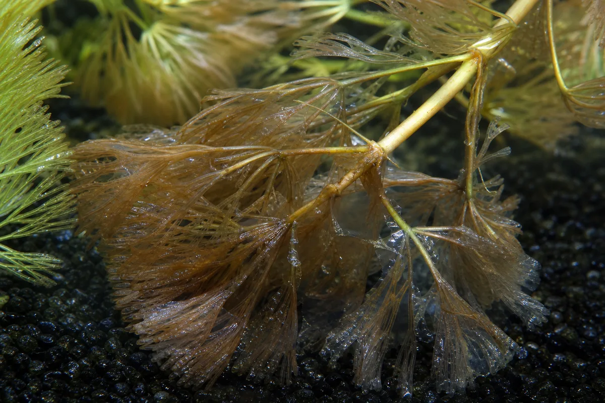 Close-up of Overwatering on Cabomba - diagnostic detail