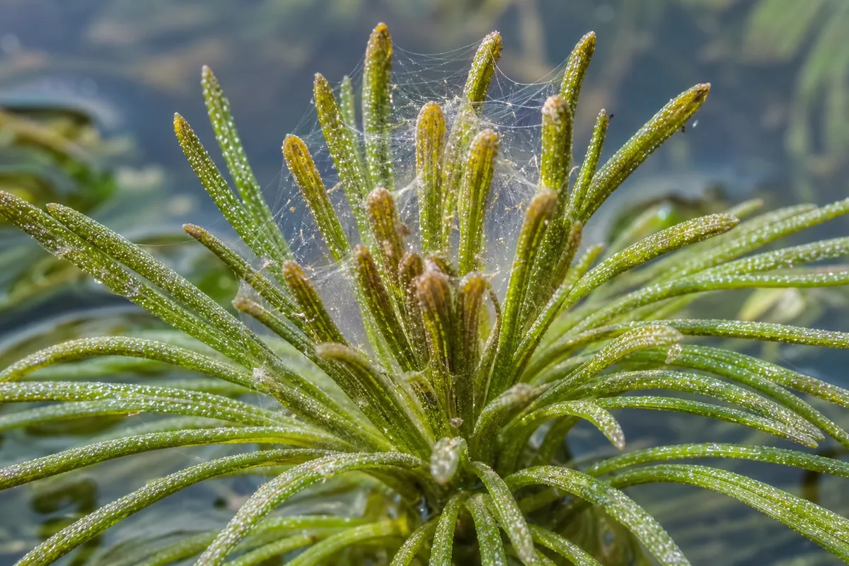 Close-up of spider mites on Cabomba - yellow stippling and delicate silk webbing on emergent whorl at waterline
