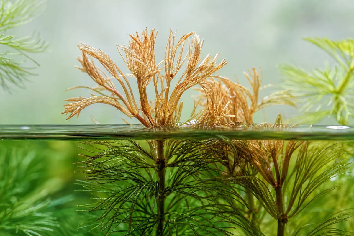 Close-up of underwatering on Cabomba - tan brittle papery dried needles on stem exposed above waterline