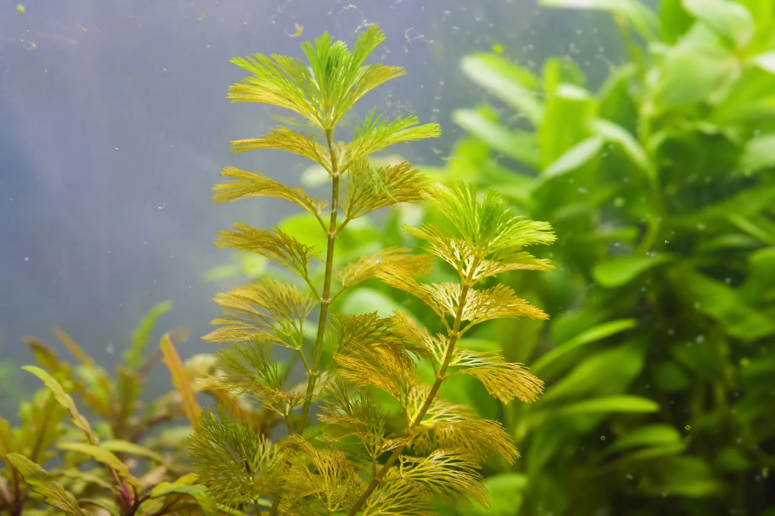 Yellow leaves on Cabomba - translucent glassy yellow-brown melting whorls shedding from submerged stems