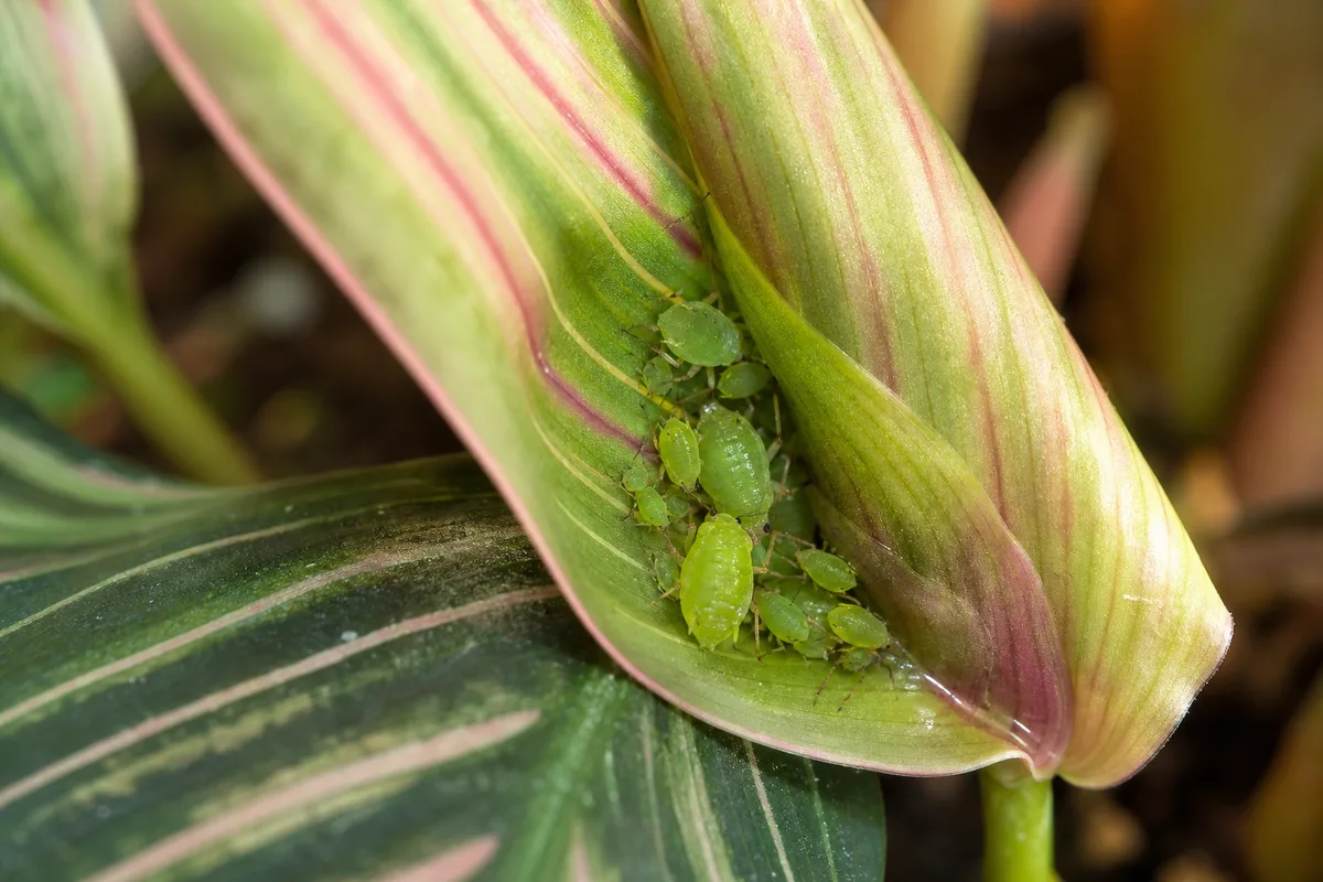 Close-up of aphids on Calathea - pear-shaped green aphids clustered inside a rolled new leaf at the crown