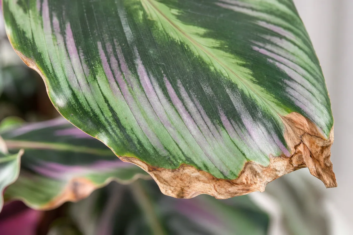 Salt Crisp And Fluoride Crisp Often Confused With Humidity for salt-crisp and fluoride-crisp (often confused with humidity)