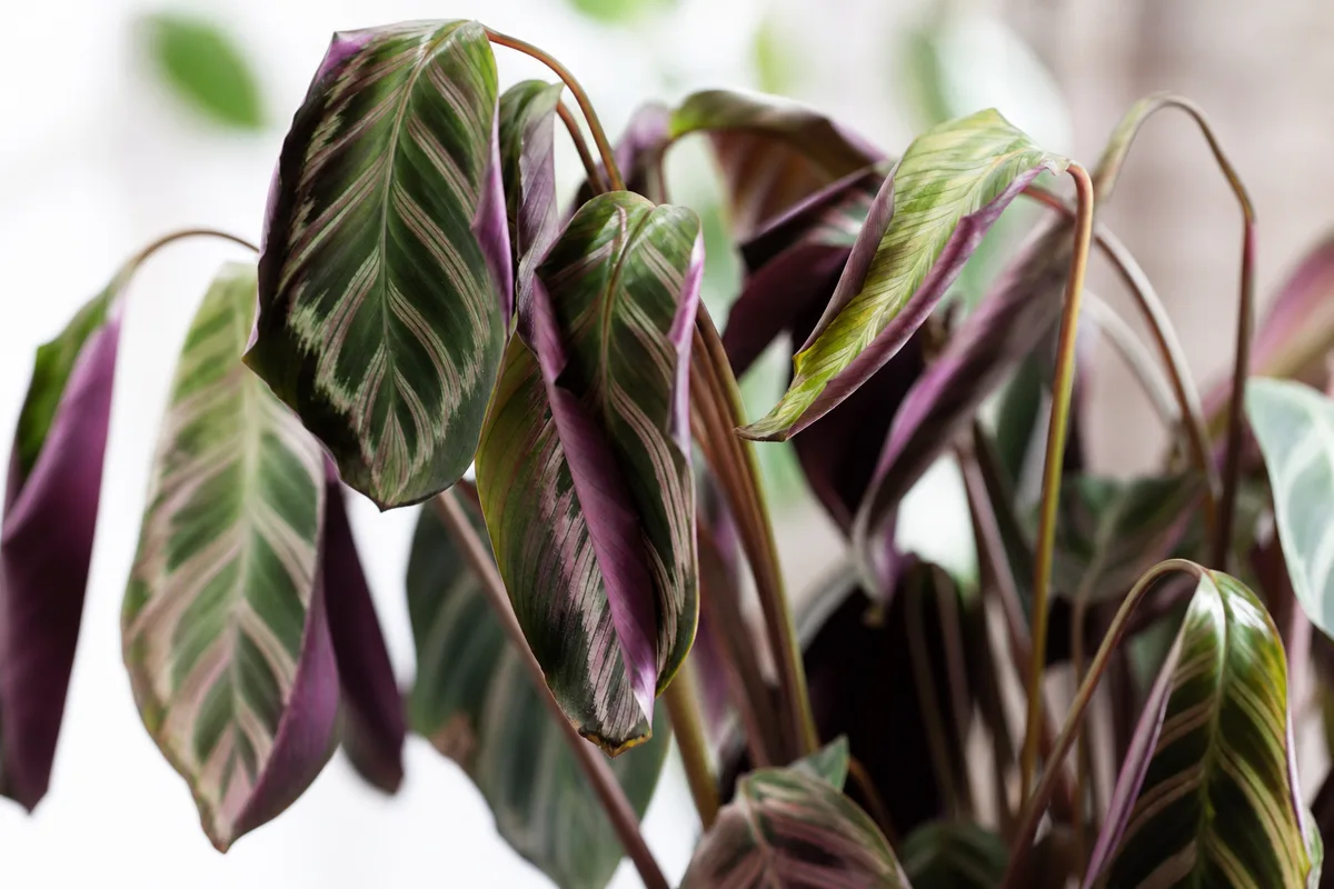 Close-up of Drooping Leaves on Calathea - diagnostic detail