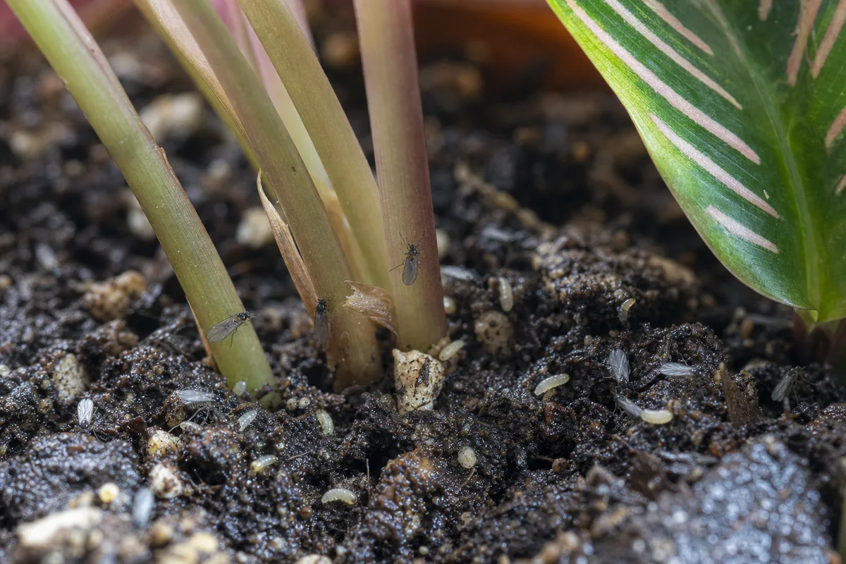 Close-up of Fungus Gnats on Calathea - diagnostic detail