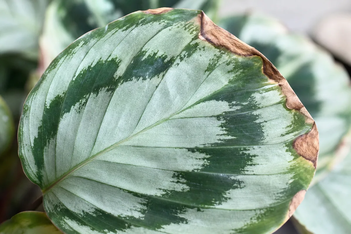 Close-up of Brown Tips on Calathea Medallion - diagnostic detail