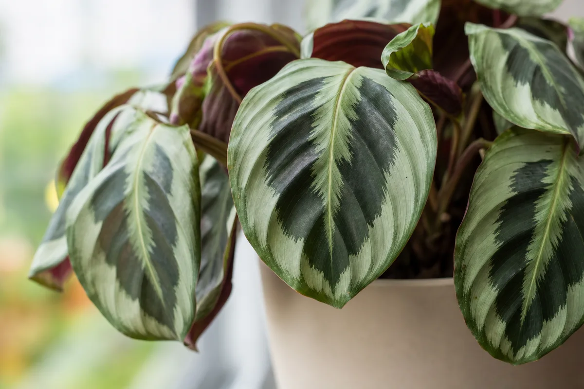 Close-up of Drooping Leaves on Calathea Medallion - diagnostic detail